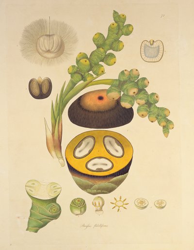 Borassus flabelliformis (Palmaira tree) illustration from 